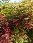 AcerpalmdissinS15389