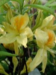 Azaleamollisxsinensis15277