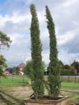 CupressussempStricta15273u15274