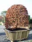 FagusBienenkorb15417