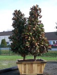 Magnoliagrandifl15351u15352