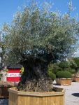 Olea