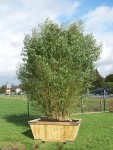 Phyllostachysaur15405