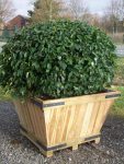 PrunuslusPilzkugel15412