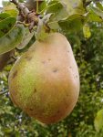 PyrusSpalier15272