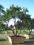 RhododendronESRand15279