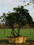 Rhododendrongrandifl15275