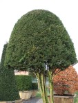 TaxusmehrstPilz15406